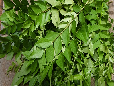 curry leaf