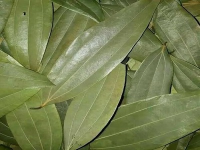 tejpatta