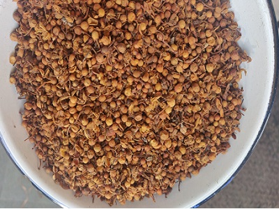 nag kesar